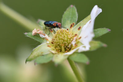 Close-up of insect on flower