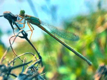 Close-up of insect on plant