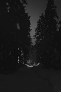 Low angle view of silhouette trees against sky at night