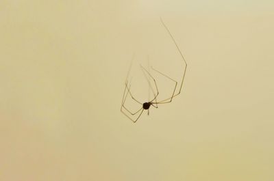 Close-up of spider against white background