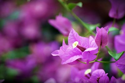 Close-up of pink flowering plant