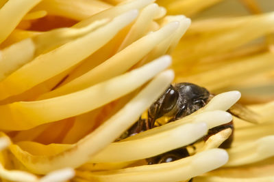 Full frame shot of yellow flower