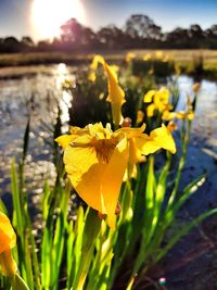 Close-up of yellow flowers blooming outdoors