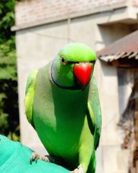 Close-up of parrot perching on branch