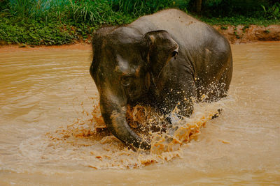 Close-up of elephant in water