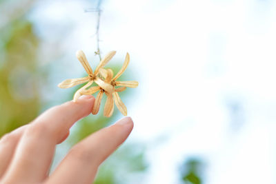 Close-up of hand holding small plant