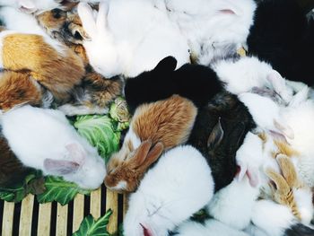 High angle view of rabbits sleeping