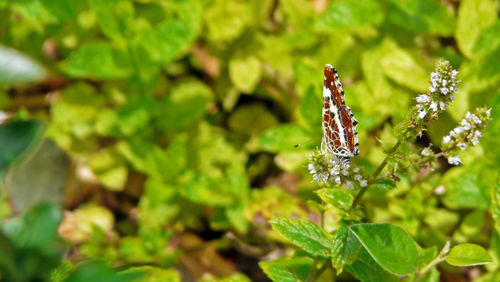 Close-up of butterfly on plant