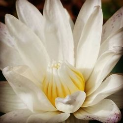 Close-up of white flower