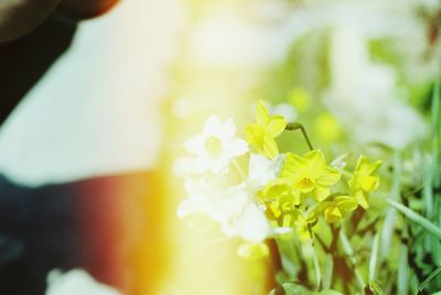 Close-up of yellow flower