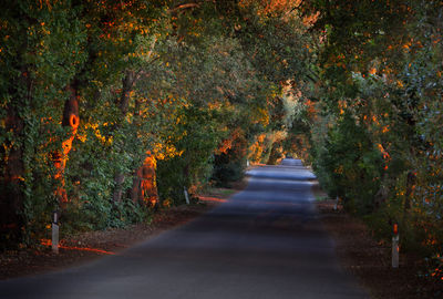 Road amidst trees in forest during autumn