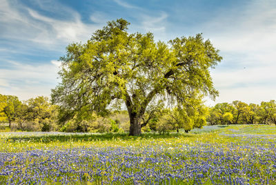 Scenic view of flowering plants and trees on field against sky