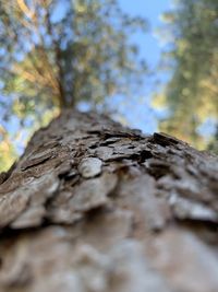 Low angle view of wood on tree trunk