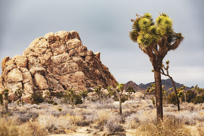 View of rock formation on land against sky