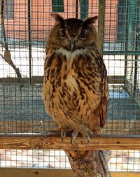 Portrait of owl in cage