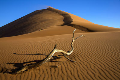 Dead tree at desert against blue sky