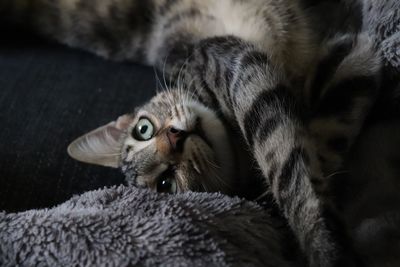 Close-up portrait of tabby kitten