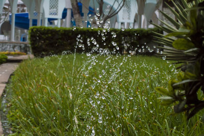 Close-up of plants growing in fountain