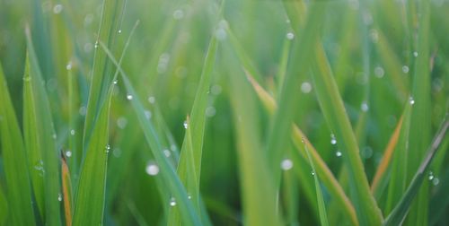 Close-up of wet grass during rainy season