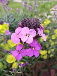 Close-up of purple flowers blooming outdoors