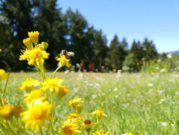 Close-up of yellow flowering plants on field