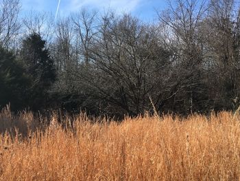 Bare trees on field