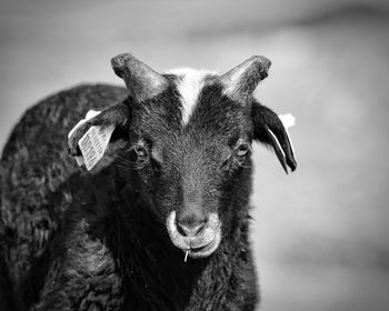 Close-up portrait of goat