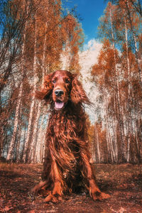 Portrait of dog in forest