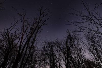 Low angle view of bare trees against sky at night