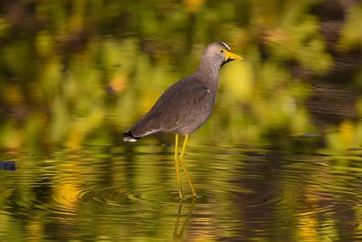 Close-up of an african wattle lapwing in a creek in gambia