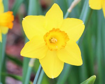 Close-up of yellow flower blooming outdoors