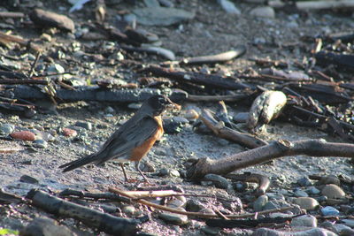 High angle view of birds on land