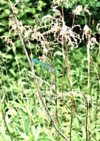 Close-up of plant on field