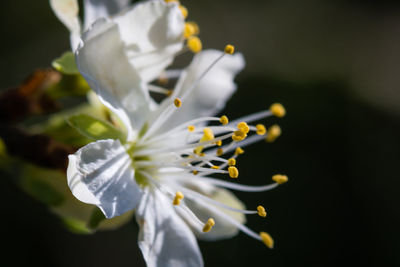 Close-up of white flowering plant against black background