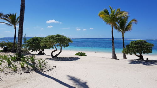 Palm trees on beach against sky