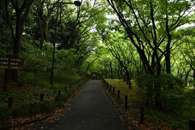 Road amidst trees in forest