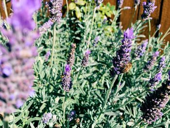 High angle view of purple flowering plants