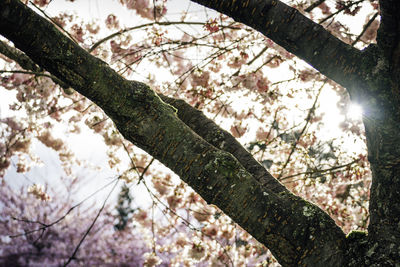 Low angle view of tree against sky