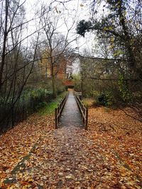 Footpath amidst trees during autumn