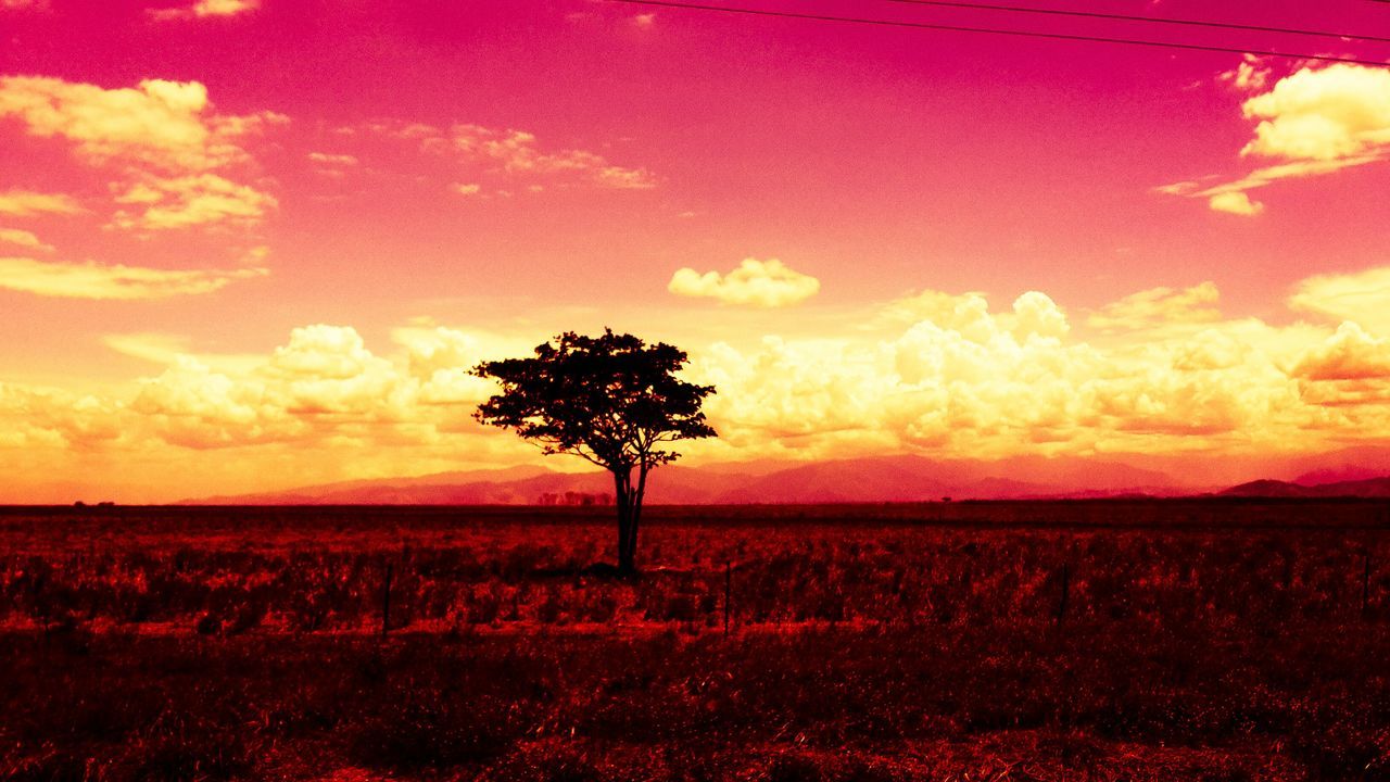 sunset, field, landscape, tranquil scene, tranquility, sky, beauty in nature, scenics, tree, nature, rural scene, orange color, growth, silhouette, agriculture, idyllic, cloud - sky, cloud, horizon over land, plant