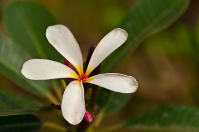 Close-up of white flowering plant