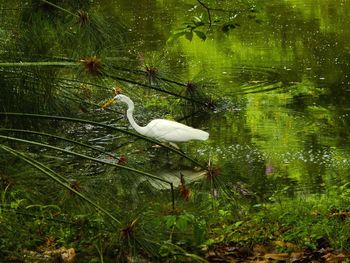 Bird flying over lake