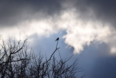 Low angle view of silhouette bird against sky