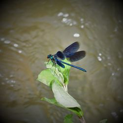 Close-up of insect on leaf