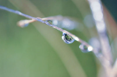 Close-up of water drops on leaves