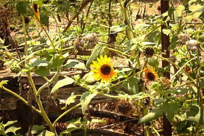 Close-up of yellow flowers blooming in garden