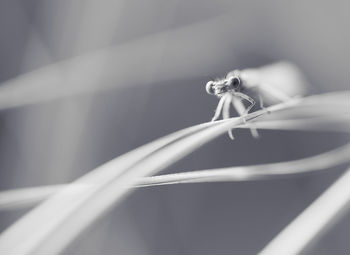 Close-up of spider on plant