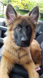 Close-up portrait of a dog