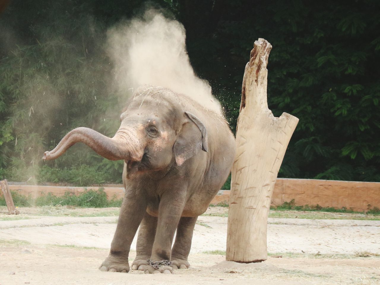 Baby elephants playjng