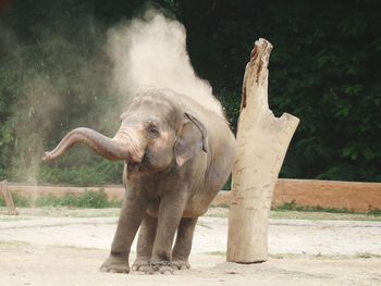 Baby elephant, sand bath